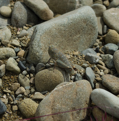 Brachaspis robustus