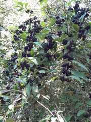 Callicarpa acuminata