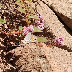 Lasiommata schakra