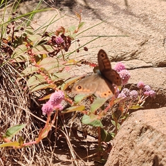 Lasiommata schakra