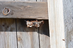 Polistes humilis humilis
