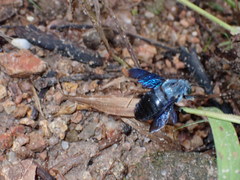 Xylocopa abbotti
