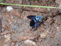 Xylocopa abbotti