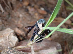 Xylocopa abbotti