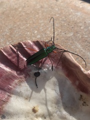 Plinthocoelium chilense