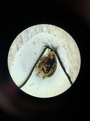 Simocephalus