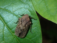 Penthicodes pulchellus