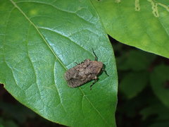 Penthicodes pulchellus