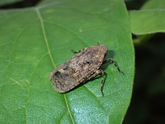 Penthicodes pulchellus