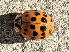 Harmonia axyridis