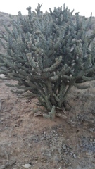 Cylindropuntia