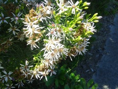 Olearia glutinosa