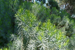 Olearia glutinosa