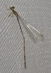 Isosticta spinipes