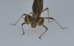 Isosticta spinipes