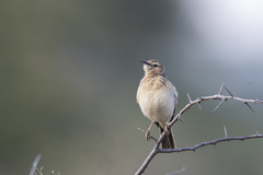 Certhilauda chuana