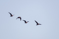 Pterocles gutturalis