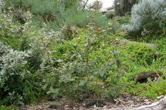 Pomaderris paniculosa paralia