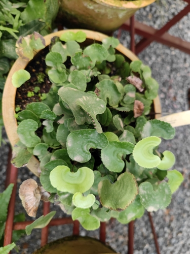 Adiantum nelumboides