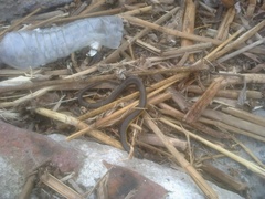 Helicops infrataeniatus