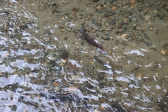 Oncorhynchus kisutch