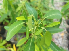 Codariocalyx motorius