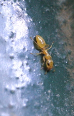 Gesomyrmex howardi