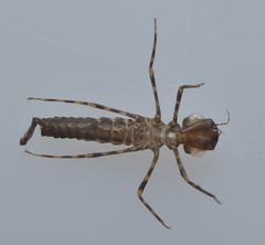Isosticta