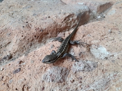 Stenocercus trachycephalus