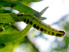 Pyrrosia confluens