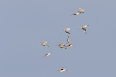 Limosa lapponica lapponica