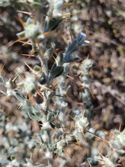 Sclerolaena birchii