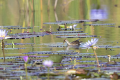 Paragallinula angulata