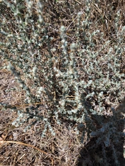 Sclerolaena birchii