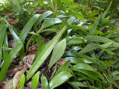 Pyrrosia confluens