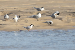 Sterna dougallii dougallii