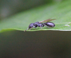 Cataulacus granulatus