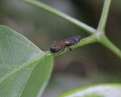 Cataulacus granulatus