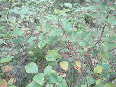Salix pyrolifolia