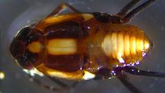 Metrobates tumidus