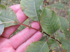 Salix pyrolifolia
