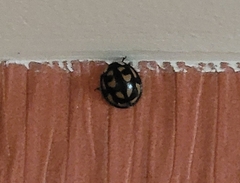 Aiolocaria hexaspilota