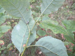 Salix pyrolifolia