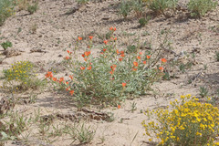 Sphaeralcea grossulariifolia