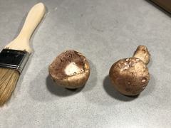 Agaricus porphyrocephalus