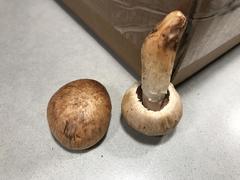 Agaricus porphyrocephalus