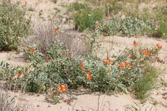 Sphaeralcea grossulariifolia