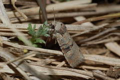 Brachylomia uralensis