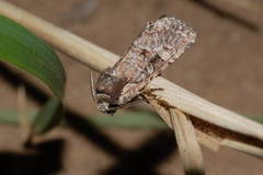 Brachylomia uralensis