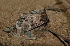 Brachylomia uralensis